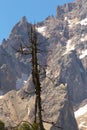 Dry tree with rocky mountains on the background