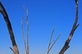 DEAD GREY BRANCHES AGAINST A DEEP BLUE SKY Royalty Free Stock Photo