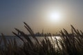 View on Dubai city through eared grass in the evening