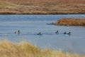 View of ducks in Evros river, Greece. Royalty Free Stock Photo