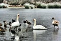 A view of Ducks, Geese and Swans on Brown Moss in the winter Royalty Free Stock Photo