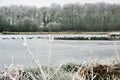 A view of Ducks, Geese and Swans on Brown Moss in the winter Royalty Free Stock Photo