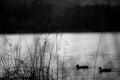 View of the ducks in the lake through the grass