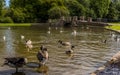 Ducks in Verulamium Park, St Albans, UK in summertime Royalty Free Stock Photo