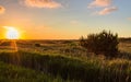 View, on a dune landscape in the outback with a bush in Denmark on the Island Romo during sunset. Nice atmosphere for relax.