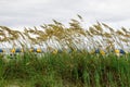 A view from the dunes at Myrtle beach with colorful umbrellas Royalty Free Stock Photo