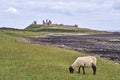 A view of Dunstanburgh Castle at low tide with sheep grazing Royalty Free Stock Photo