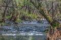 View of DÃÆo river, with trees, rocks and vegetation on the banks, reflections in the water and bright colors Royalty Free Stock Photo