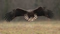 White tailed eagle landing. Royalty Free Stock Photo