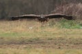 White tailed eagle landing. Royalty Free Stock Photo