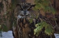 view of an eagle owl in the zoo close-up Royalty Free Stock Photo