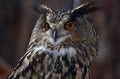 view of an eagle owl in the zoo close-up Royalty Free Stock Photo