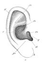 The view of ear in the old book the Human Anatomy Basics, by A. Pansha, 1887, St. Petersburg