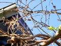 View of early buds of Wisteria plants with house rooftop in background