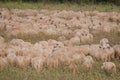 Early morning view of sheep and a flock of starlings