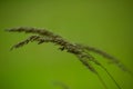 View of ears of corn in a gentle wind in the middle of a green meadow