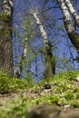 View from earth ground of trees