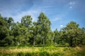 Wimbledon Common Wood