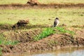 Egret on rice field Royalty Free Stock Photo