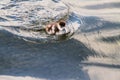 A view of a Egyptian Goose Gosling Royalty Free Stock Photo