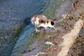 A view of a Egyptian Goose Gosling Royalty Free Stock Photo