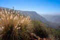 View of the El Cajon mountain behind the pampas grass in San Diego