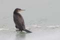Elegant brown great cormorant looking at the camera Royalty Free Stock Photo