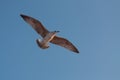 Elegant seagull flying over the boat