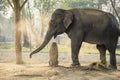 Elephant with dust around, Chitwan National Park Breeding Center, Nepal Royalty Free Stock Photo