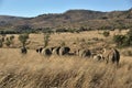 Elephants at Pilanesberg National Park