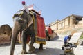 Elephant rides in Amer Fort, Jaipur, Rajasthan, India