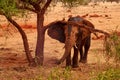 View of an elephant to a tree and landscape in the background. Safari Tsavo Park in Kenya - Africa Royalty Free Stock Photo