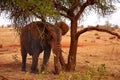 View of an elephant to a tree and landscape in the background. Safari Tsavo Park in Kenya - Africa Royalty Free Stock Photo