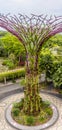 A view from an elevated walkway of a super tree in the Gardens by the Bay in Singapore, Asia