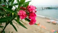 View of the empty Bodrum beach, Aegean sea, flowers, marina. Royalty Free Stock Photo