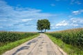 View of empty road with cornfield and trees