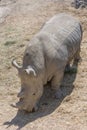 View of an endangered African white rhino, full body profile view, in captivity eating grass Royalty Free Stock Photo