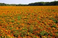 View on endless field with countless yellow and orange marigold flowers Tagetes erecta and patula