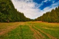 View of an endless lawn alley to the forest.