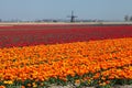 Orange red tulips holland windmill Royalty Free Stock Photo