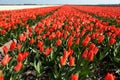 Red tulips holland Royalty Free Stock Photo