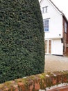 A view of an English farmhouse with a yew tree in the foreground.