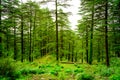 Lush green landscape, Triund