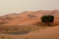 View of Erg Chebbi dunes at sunrise. Merzouga. Errachidia province. Morocco