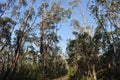 A view in the eucalyptus forest at Wentworth Falls in the Blue Mountains of Australia Royalty Free Stock Photo