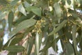 View of eucalyptus fruits Royalty Free Stock Photo