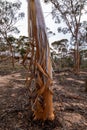 View of Eucalyptus sheathiana shedding bark Goldfields region WA