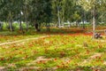 View of Eucalyptus trees and fields of red anemone flowers, Northern Negev Desert, Southern Israel, Darom Adom Festival Royalty Free Stock Photo