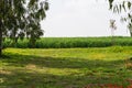 View of Eucalyptus trees and fields of red anemone flowers, Northern Negev Desert, Southern Israel, Darom Adom Festival Royalty Free Stock Photo