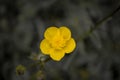 View of Evening Primrose (Oenothera Biennis) flower